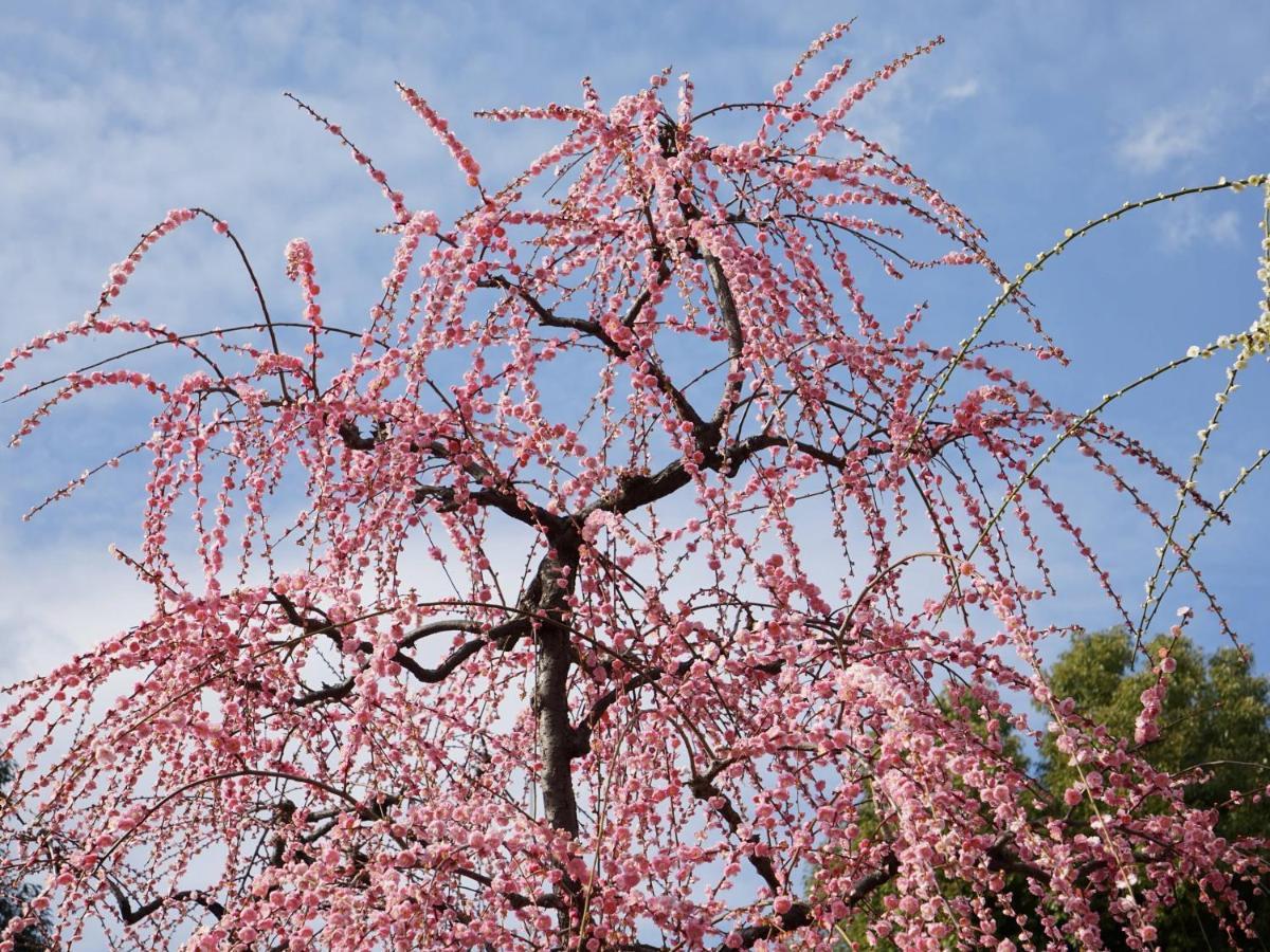 Villa Japaning Senkyu Kyōto Esterno foto